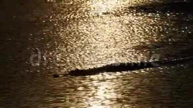 日落时水中鳄鱼泳剪影。 泥泞的沼泽河。 泰国。 亚洲